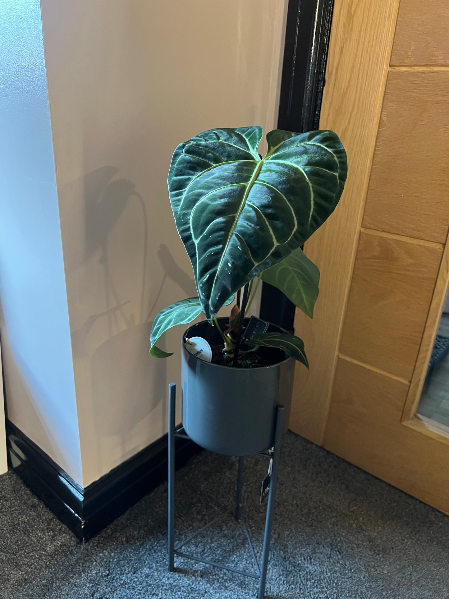 Grey Pot Stand Colyn 45cm tall 16cm pot size