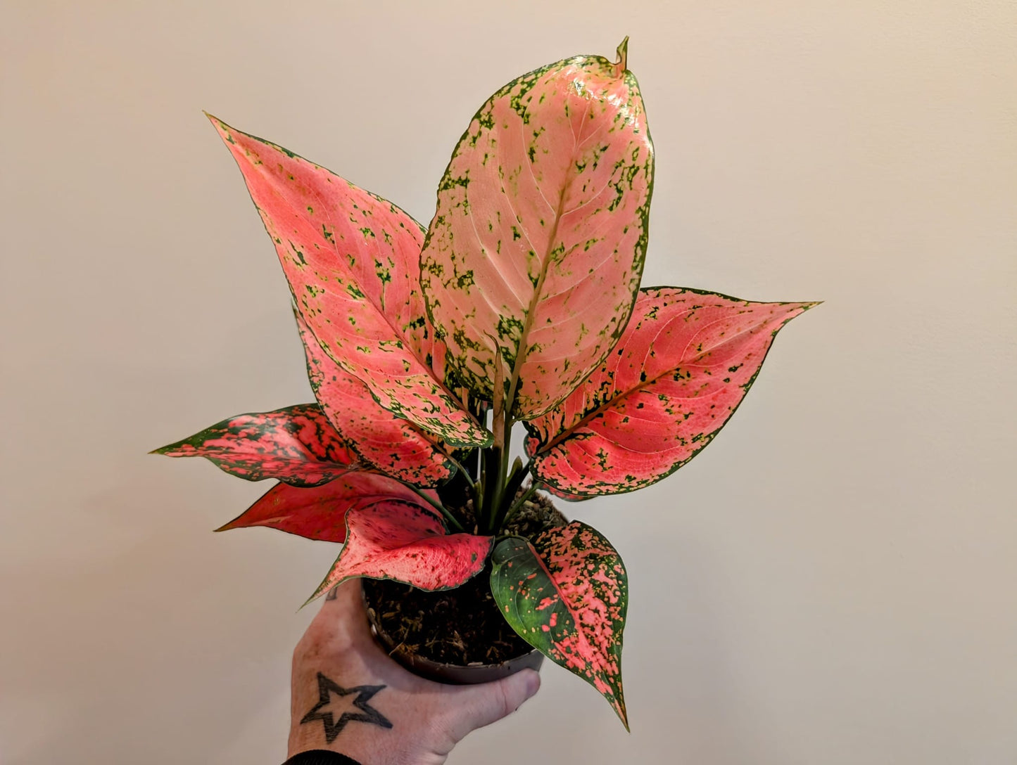 Aglaonema Spicy Pink 12cm
