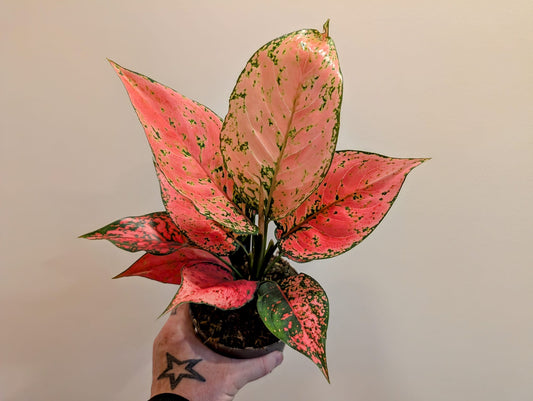 Aglaonema Spicy Pink 12cm