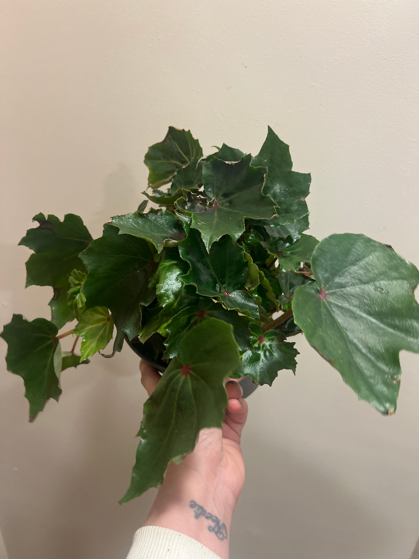 Begonia Beleaf 17cm Grade B