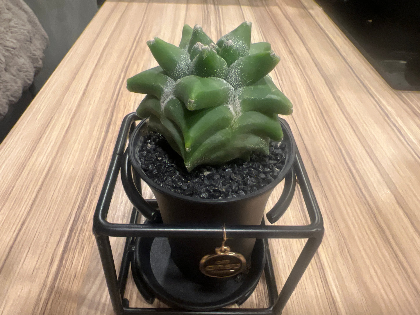 Cactus Astrophytum Myriostigma Design 10cm