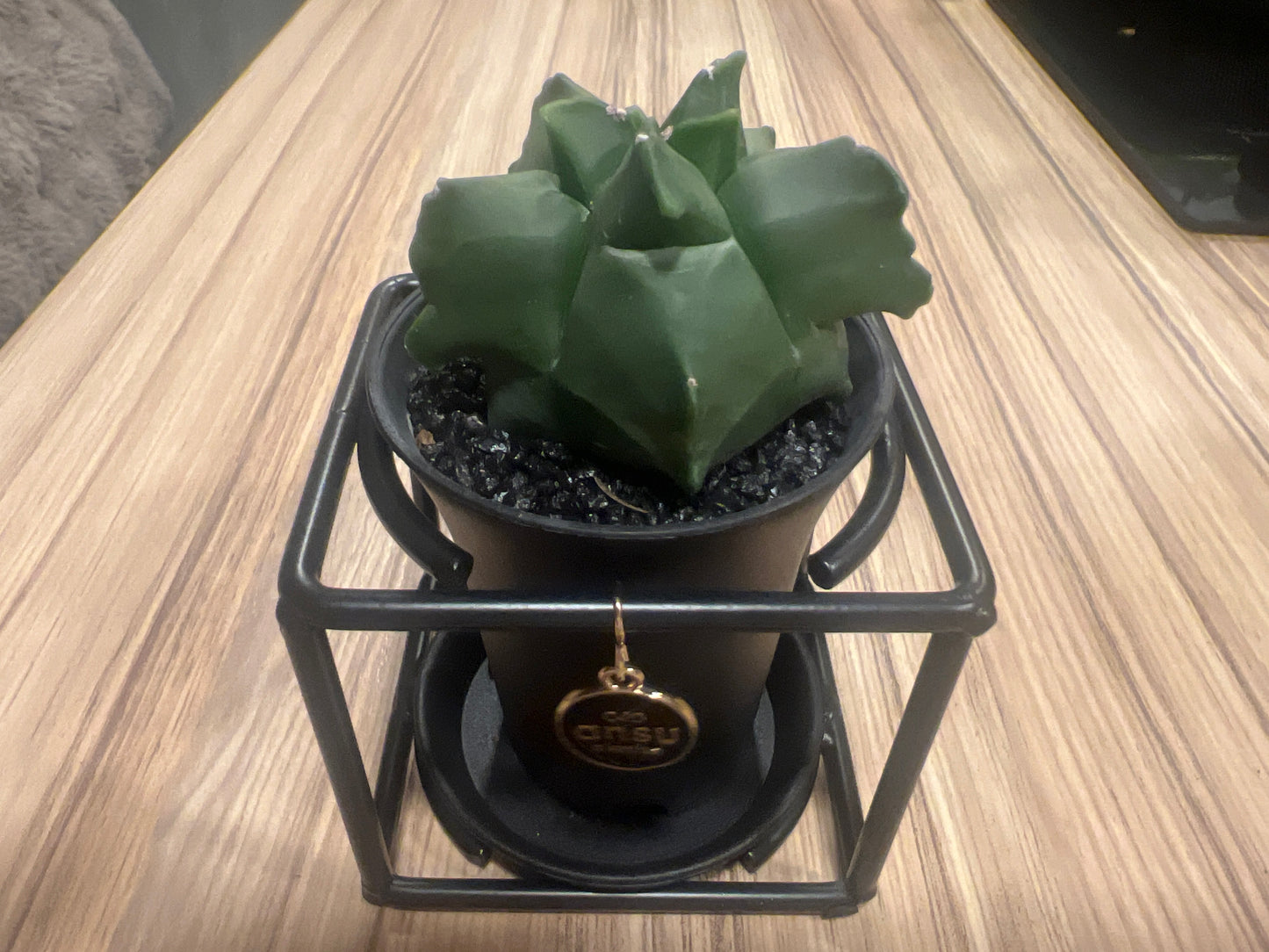 Cactus Astrophytum Myriostigma Design 10cm