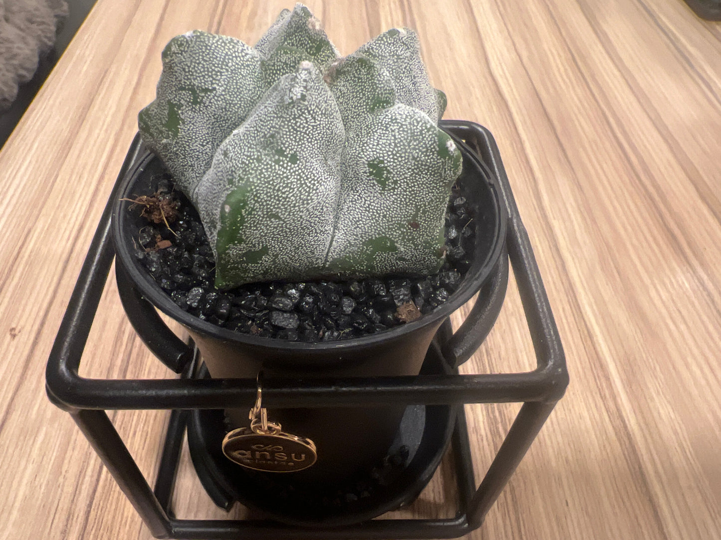 Cactus Astrophytum Myriostigma Design 10cm