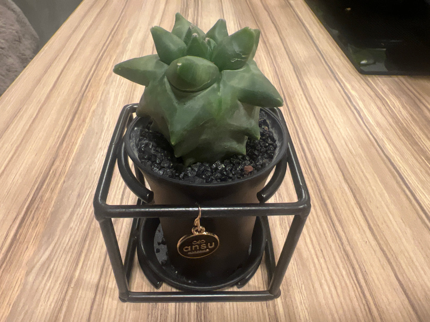 Cactus Astrophytum Myriostigma Design 10cm