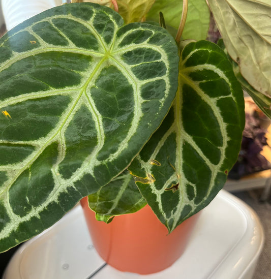 Anthurium Silver Blush 21cm grade b