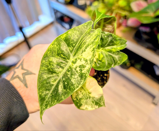 Alocasia Nairobi Nights Variegata 6cm