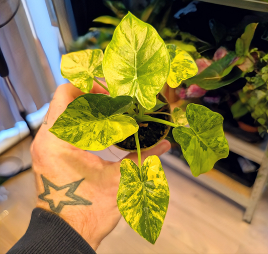 Alocasia Macrorrhiza Aurea Variegated 6cm