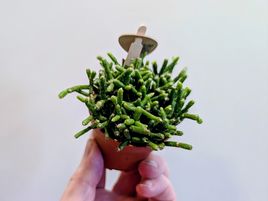 Rhipsalis Cereuscula Gold Kolibri Greens 6cm