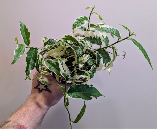 Ficus Sagittata White 12cm