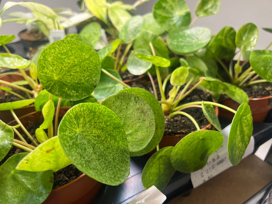 Pilea Mojito - Variegated Chinese Money Plant 12cm