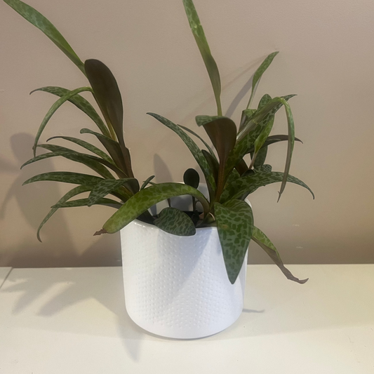 White Dimple Lucy Ceramic Pot 12cm inner