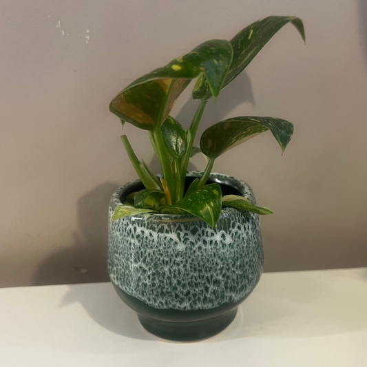 Mini Monta Glazed Pot 7cm inner
