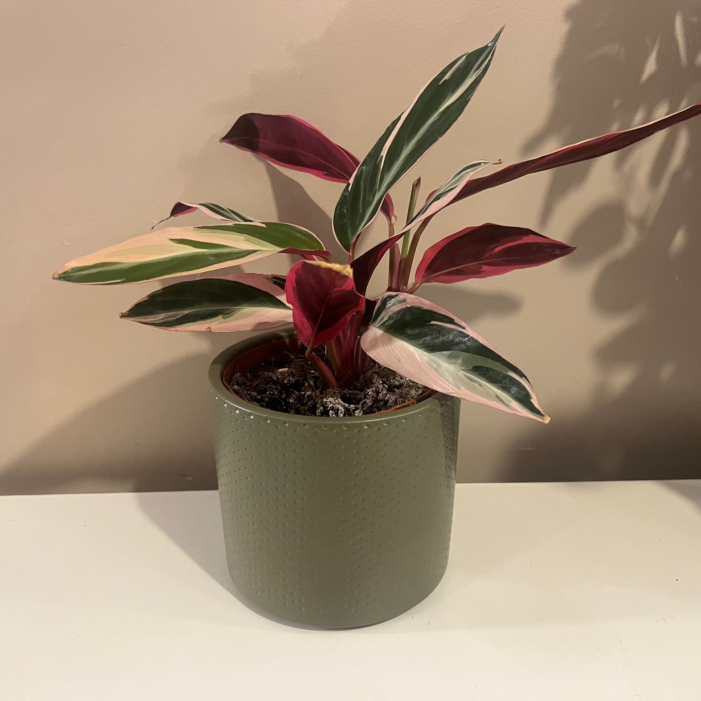 Green Dimple Lucy Ceramic Pot 12cm inner