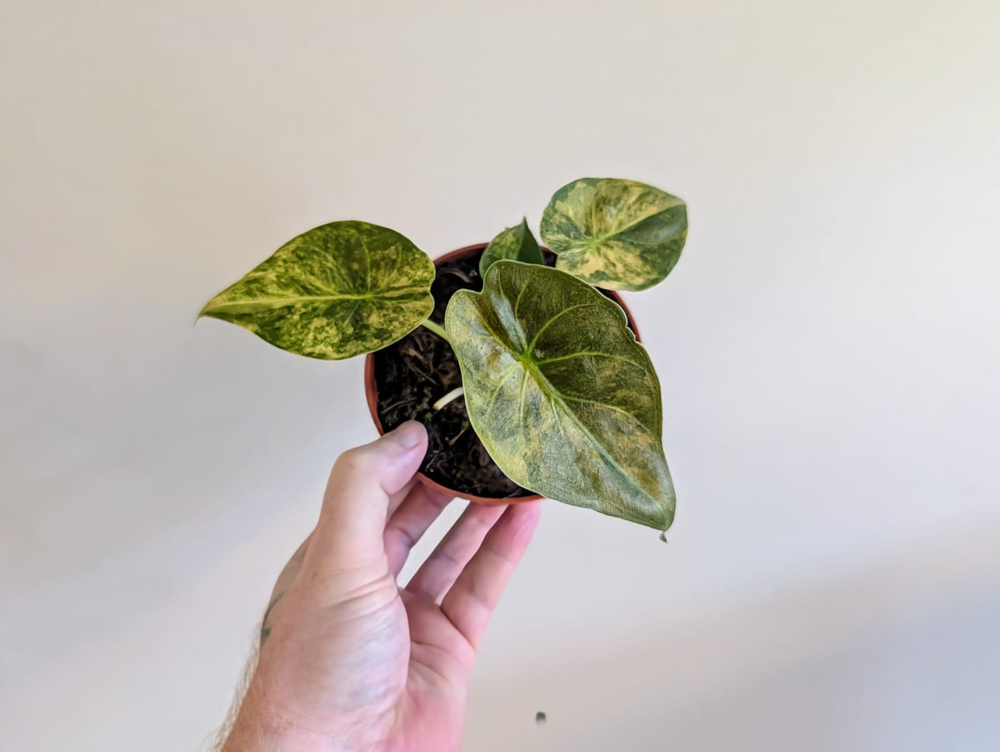Alocasia wendtii Aurea 10.5cm