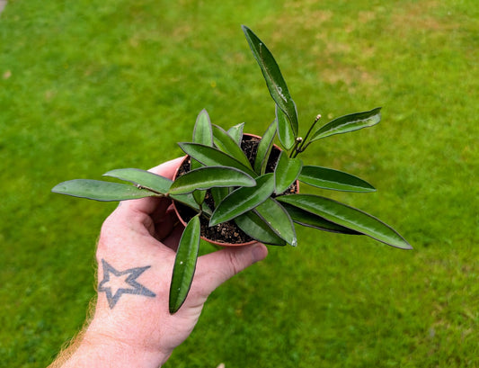 Hoya Wayetti 9cm
