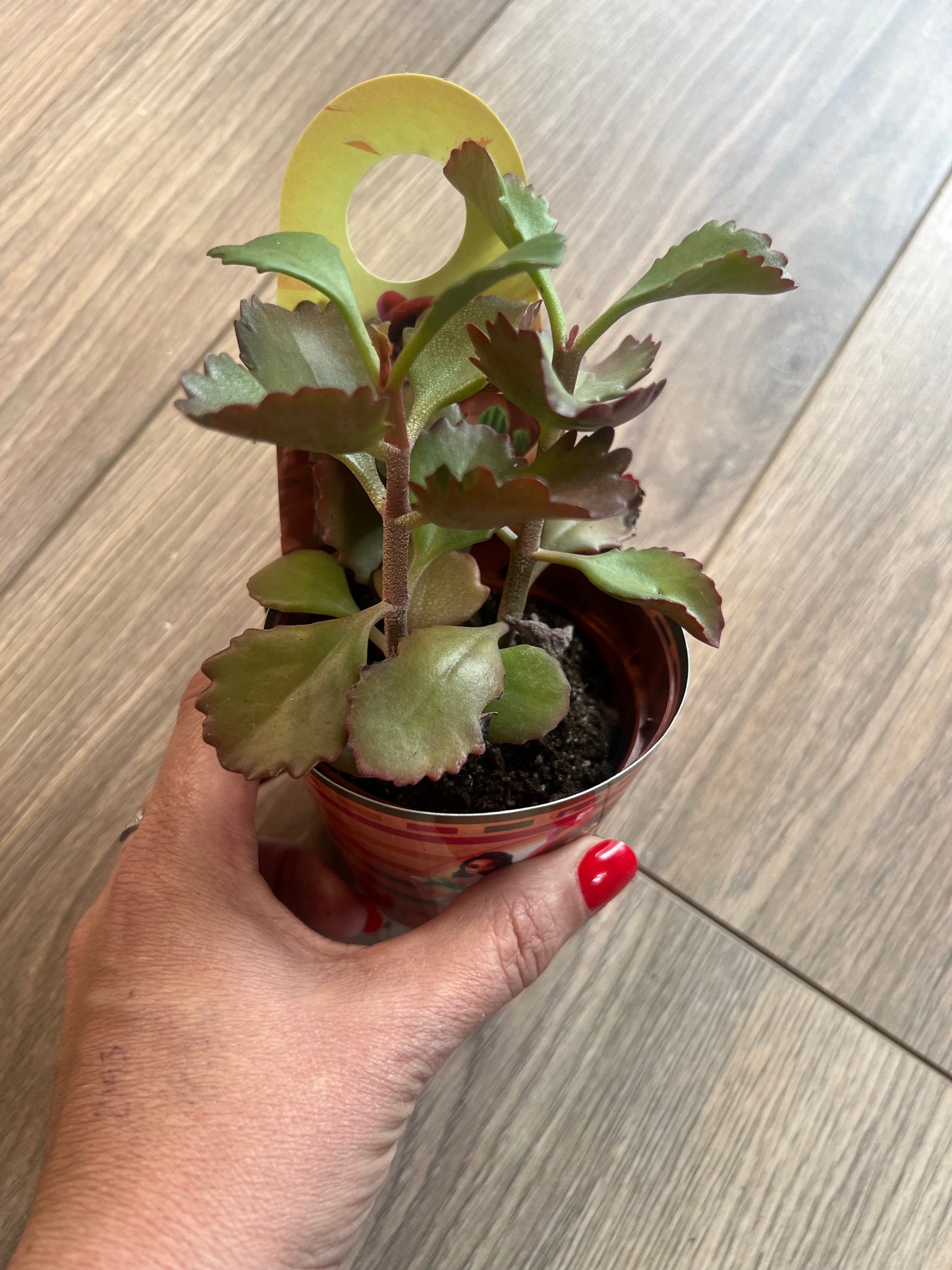 Succulent 10.5cm pot (7)