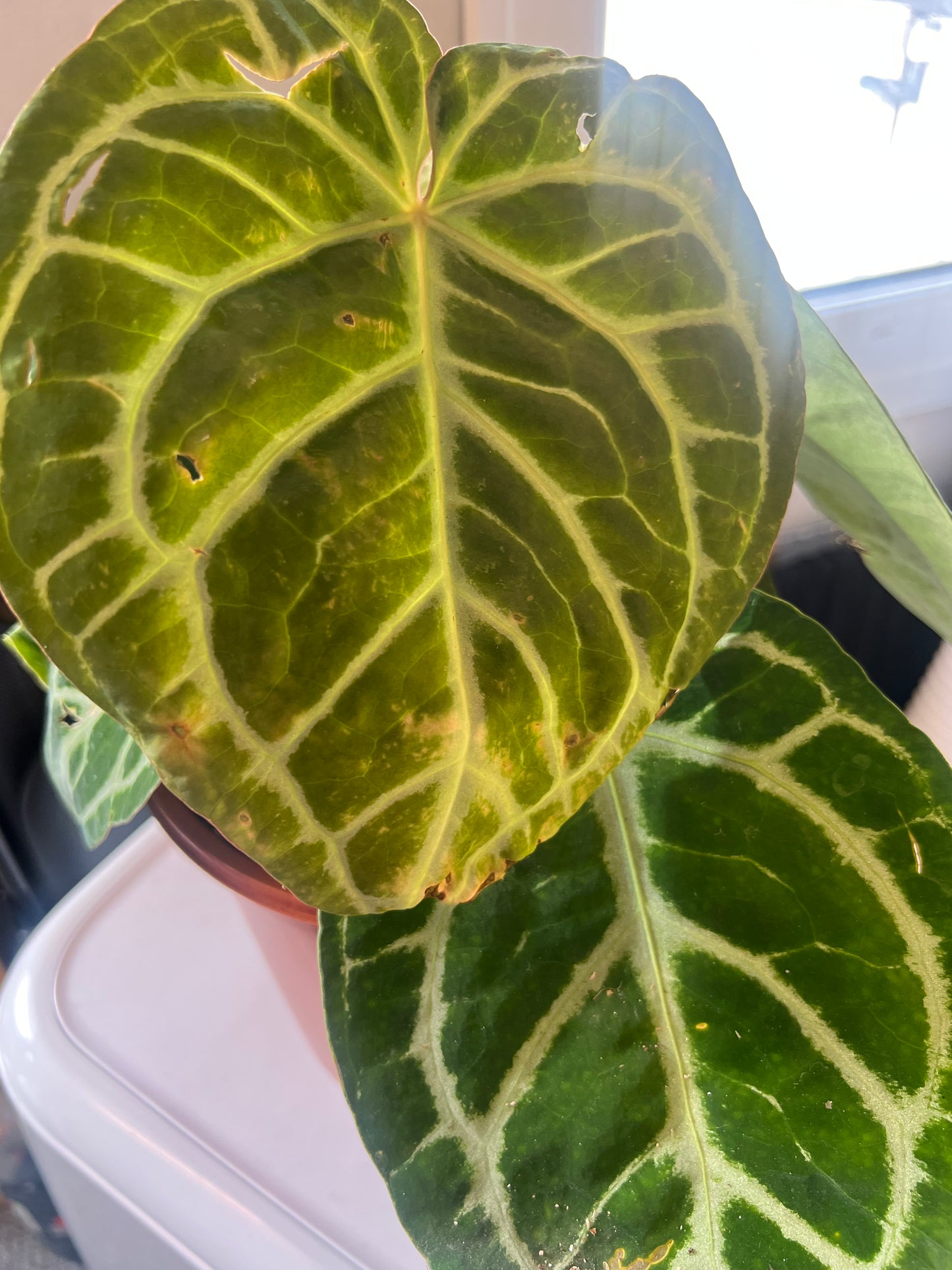 Anthurium Silver Blush 21cm grade b