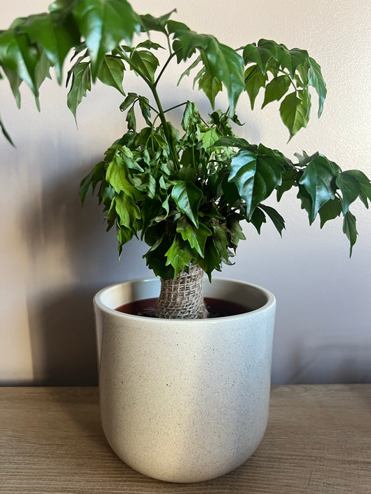 Cream 14cm ceramic pot