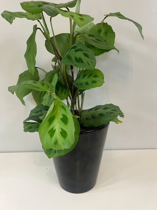 Black Orchid Pot 12cm