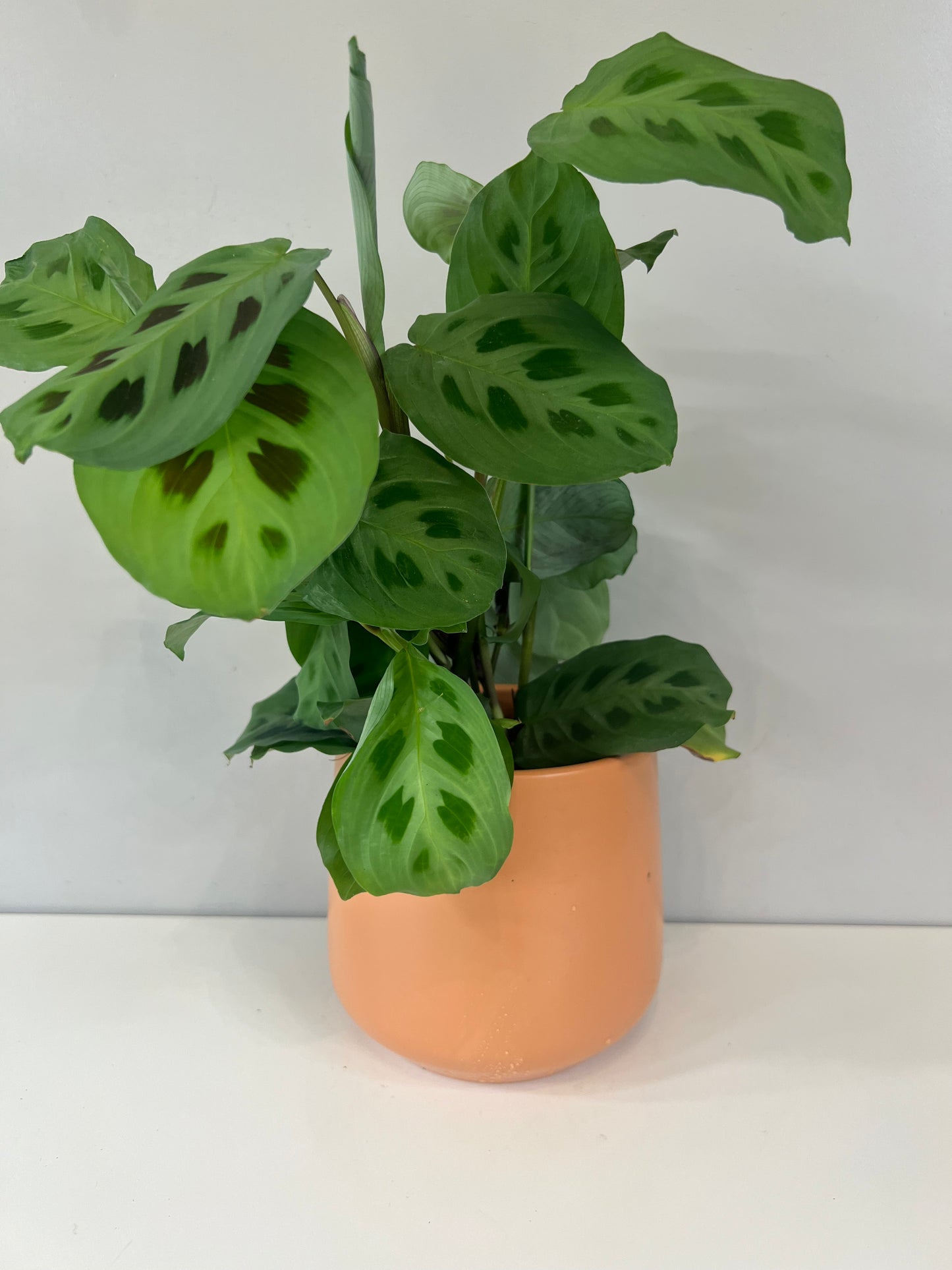 Toscane Plant Pot 12cm