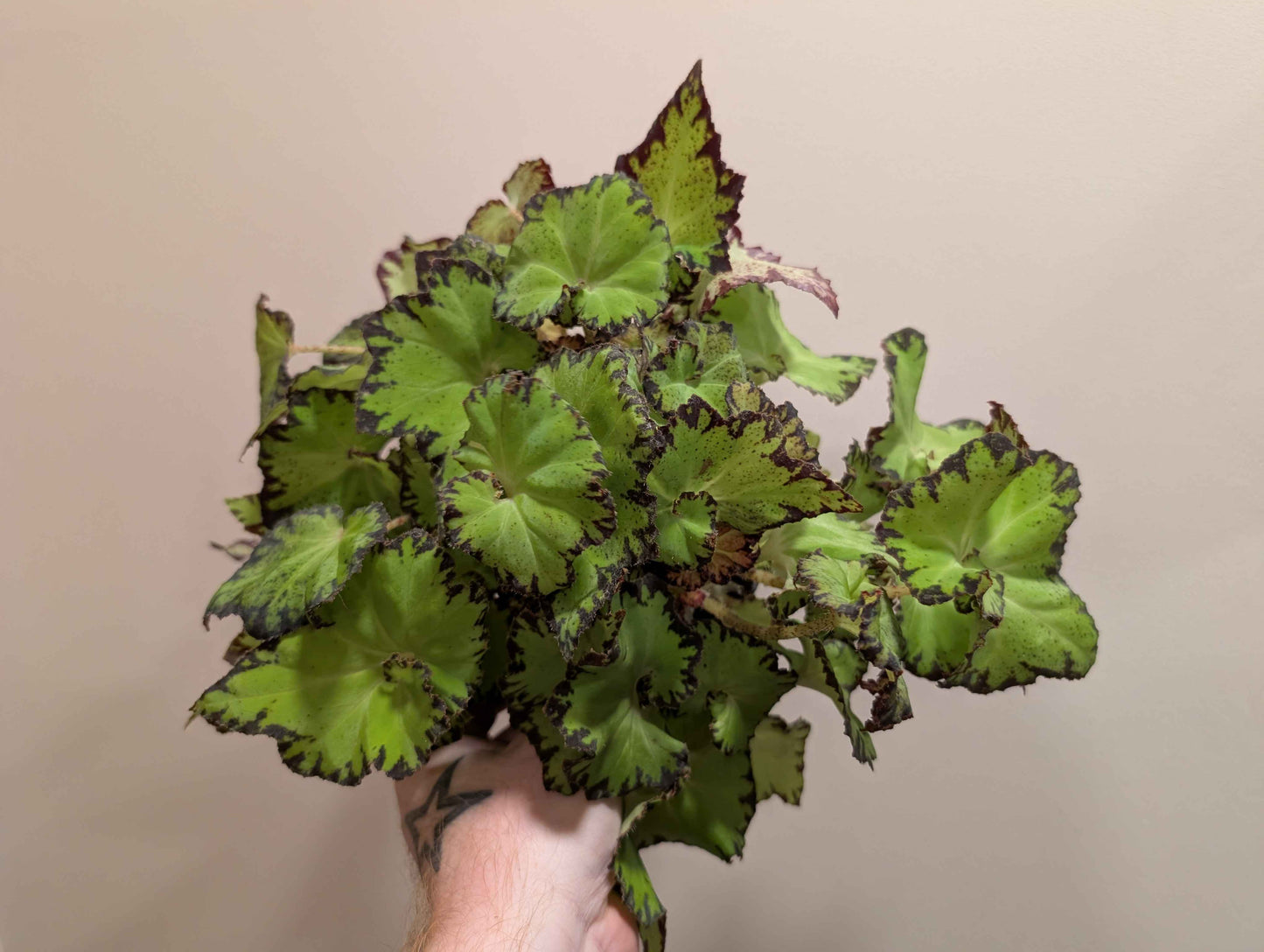 Begonia Rex Mix 12cm