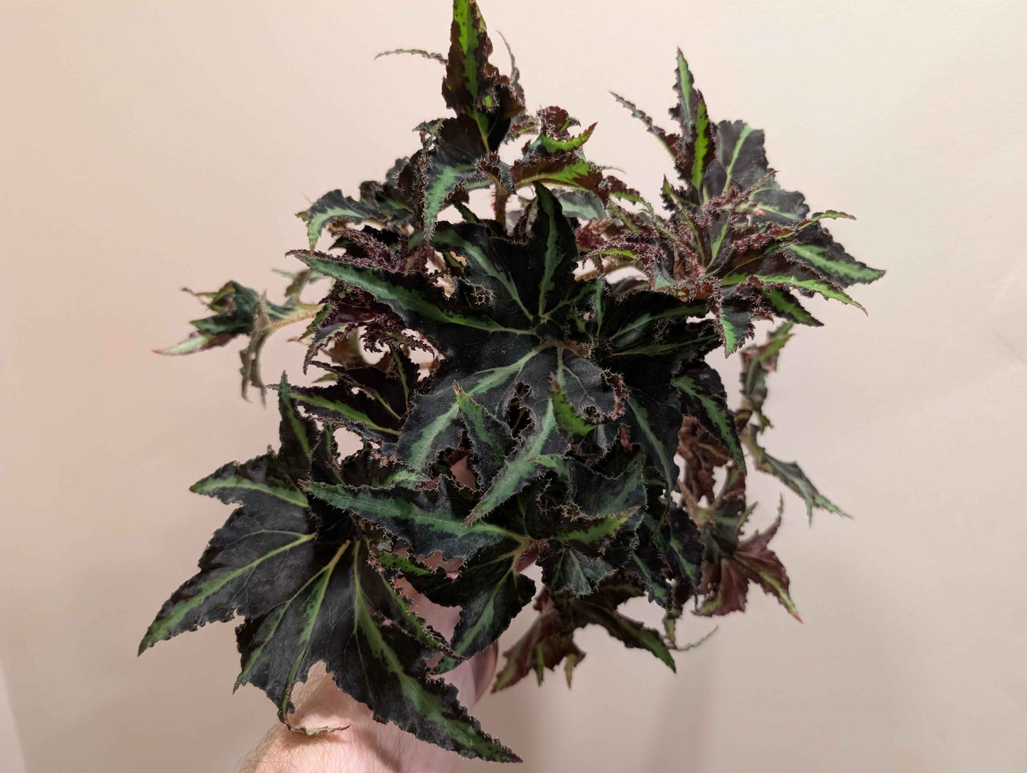 Begonia Rex Mix 12cm