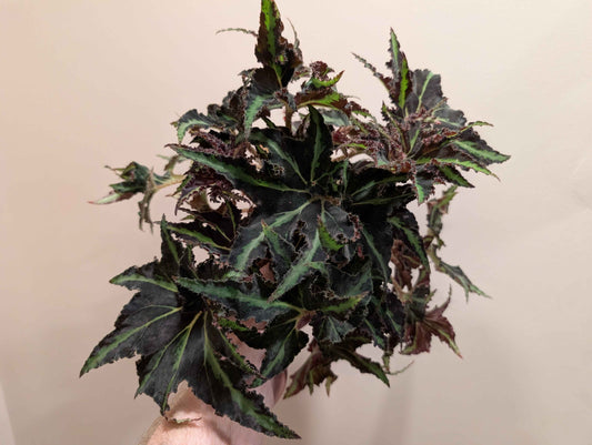 Begonia Rex Mix 12cm