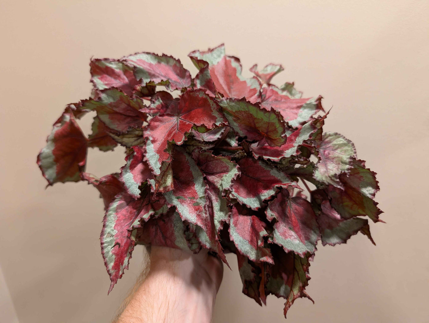 Begonia Rex Mix 12cm