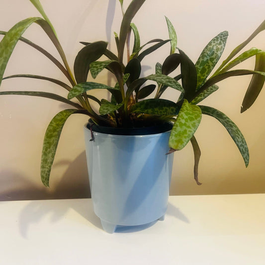 Blue Orchid Ceramic Pot with Feet 13cm inner