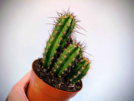 Cacti 15cm pot - Variation 3