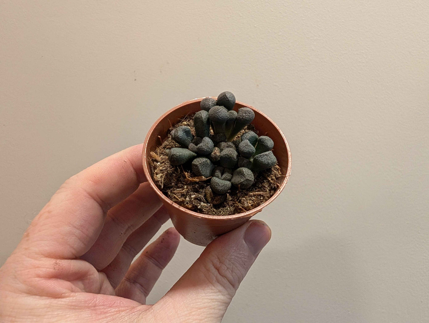 Lithops Mix 5.5cm (4 Options)