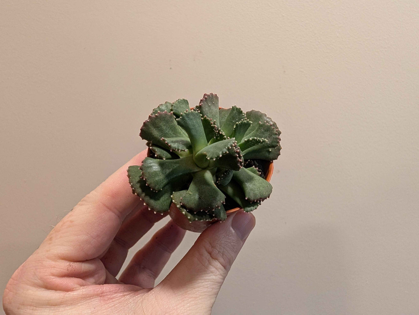 Lithops Mix 5.5cm (4 Options)