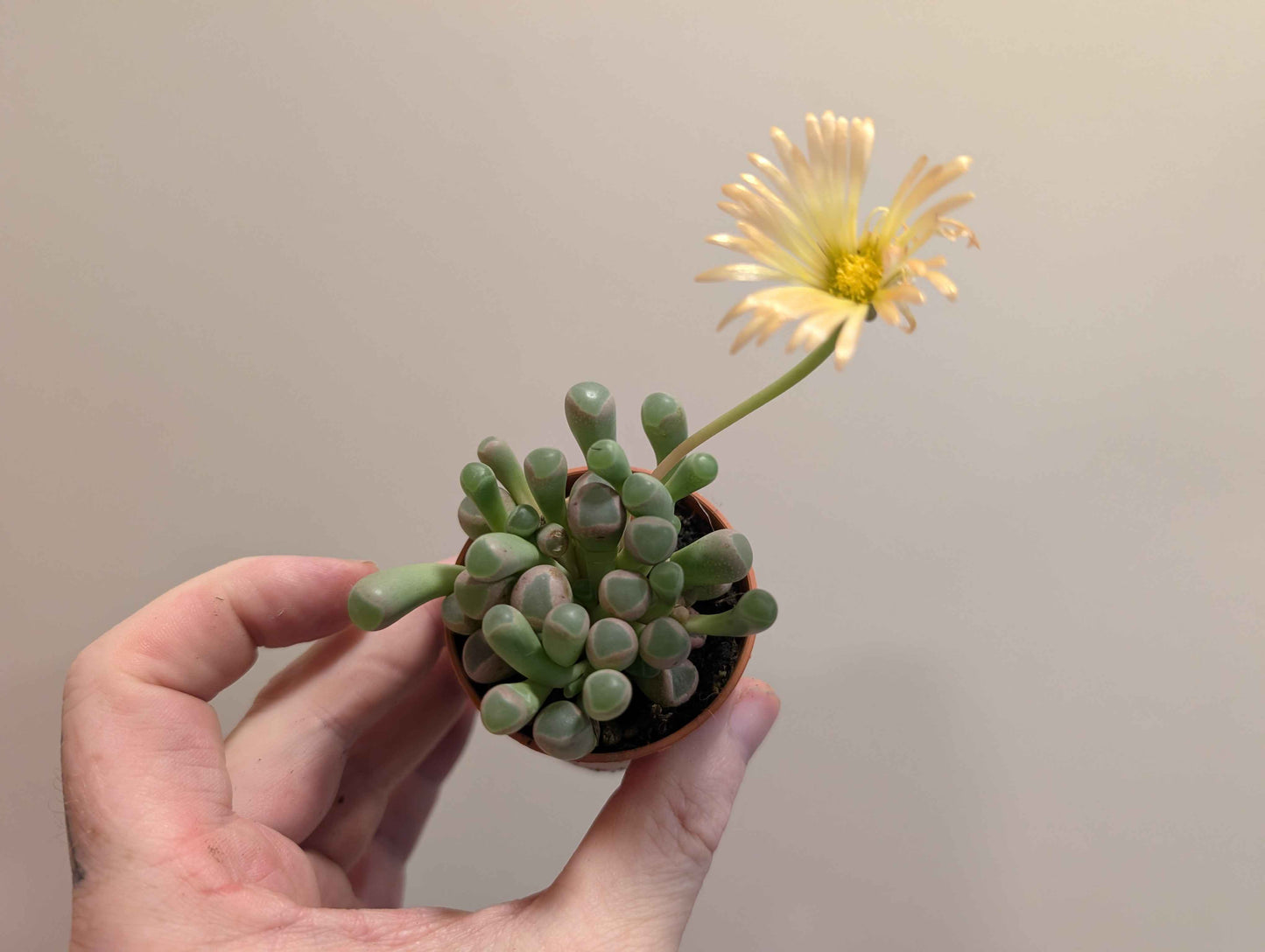 Lithops Mix 5.5cm (4 Options)