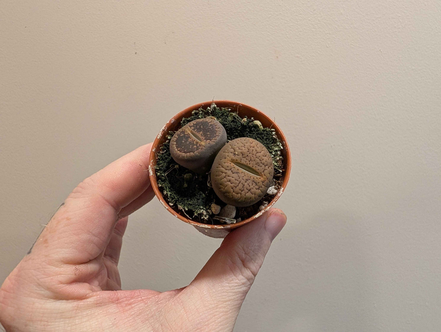 Lithops Mix 5.5cm (4 Options)