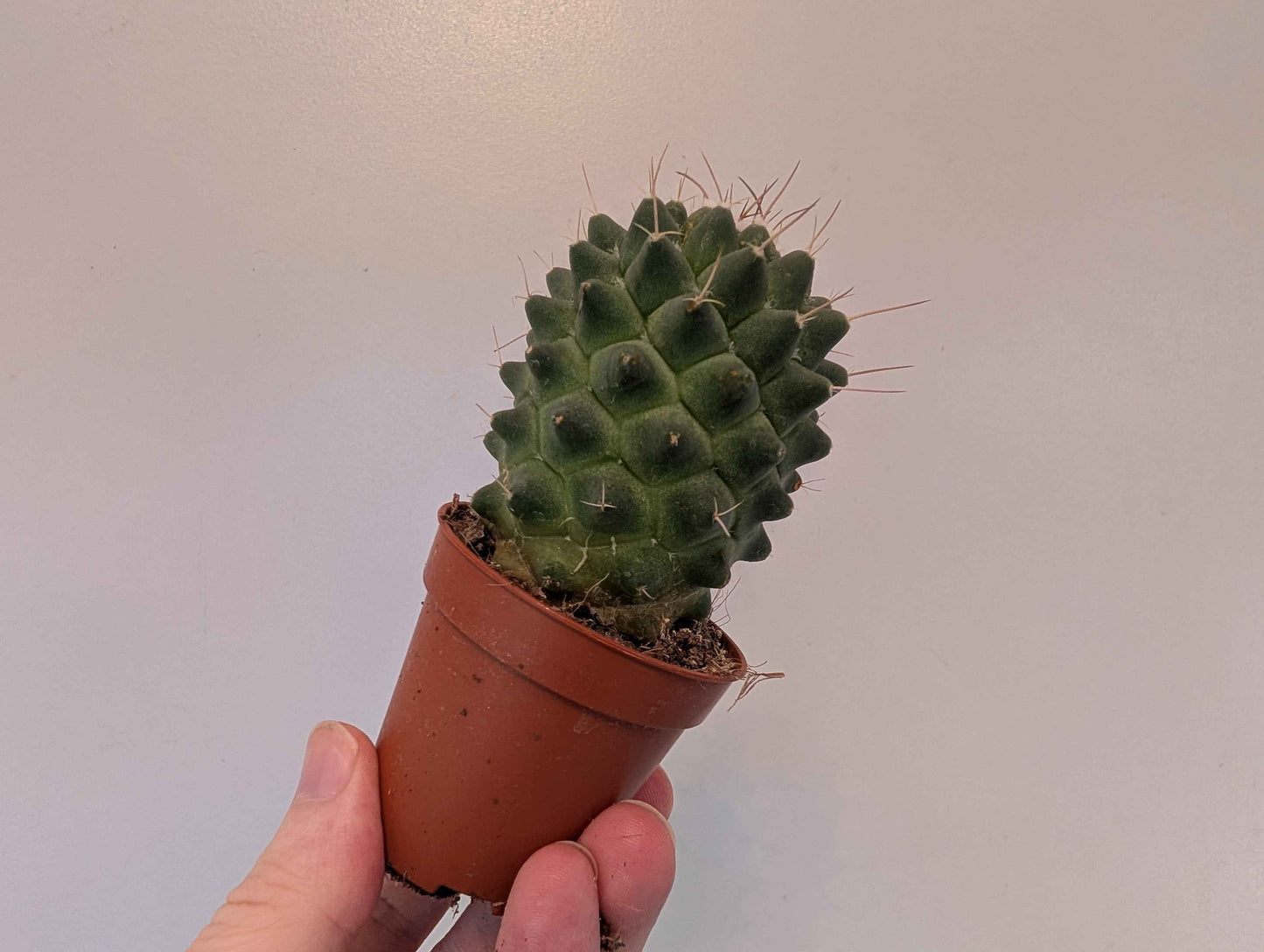 Cactus Assortment 5cm