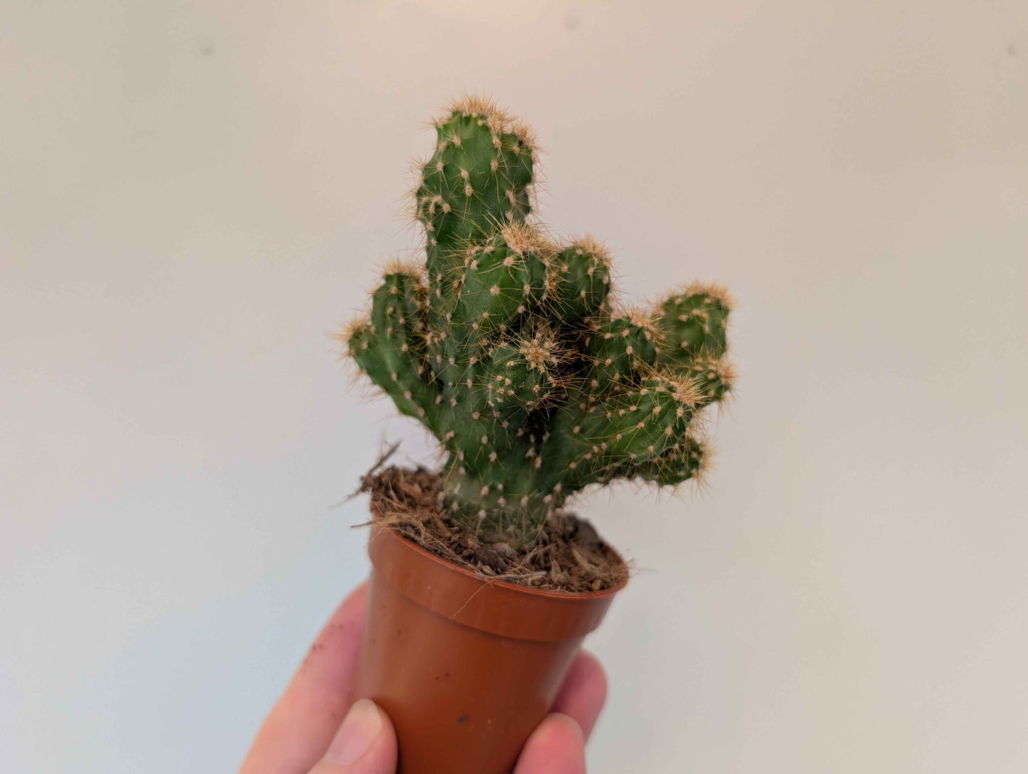 Cactus Assortment 5cm