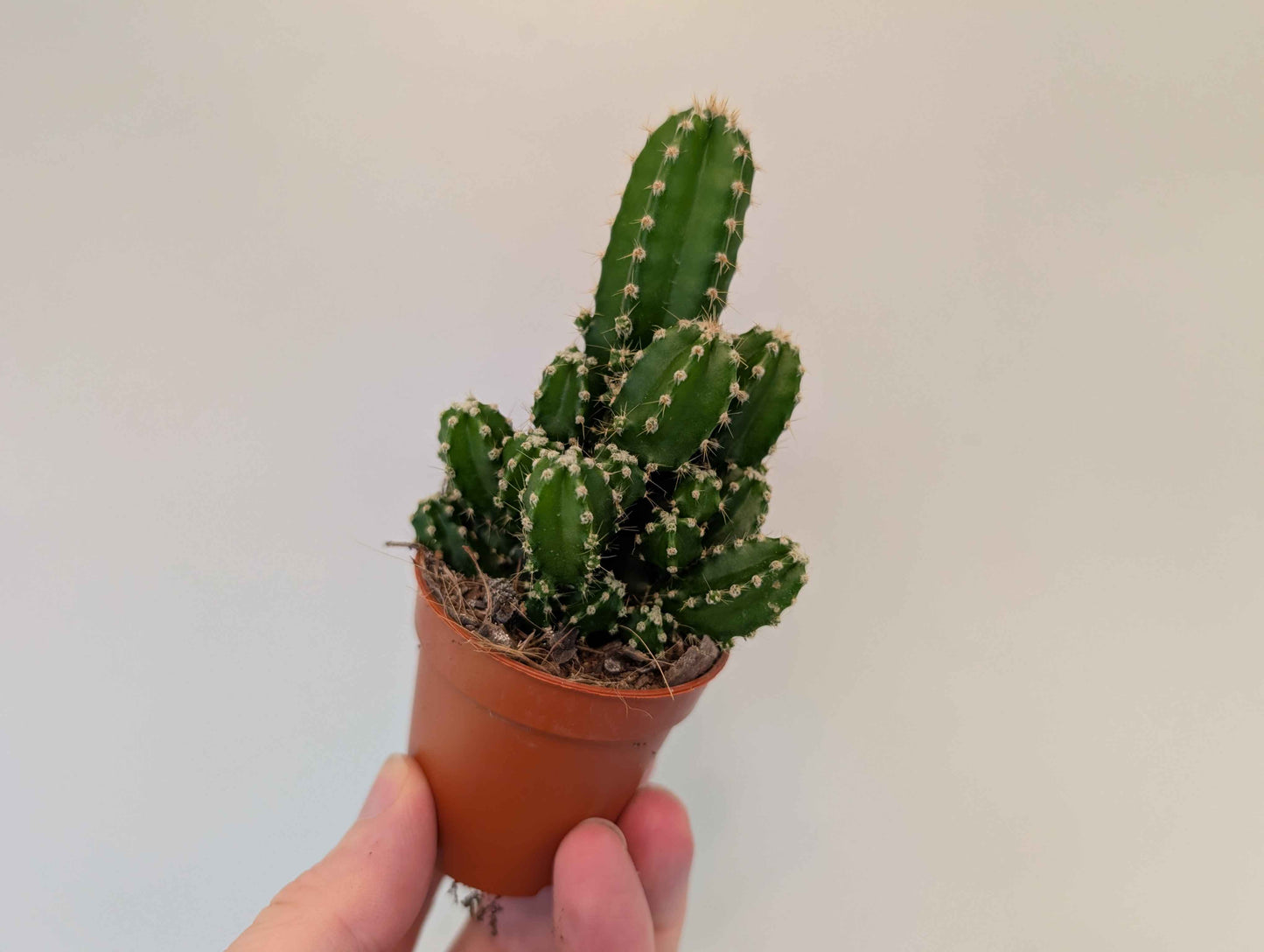 Cactus Assortment 5cm