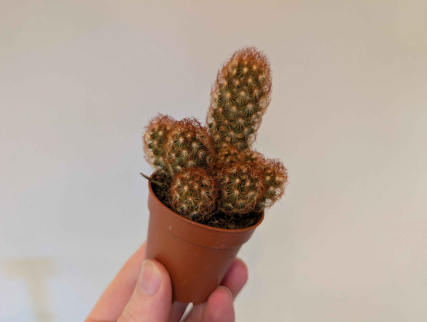 Cactus Assortment 5cm