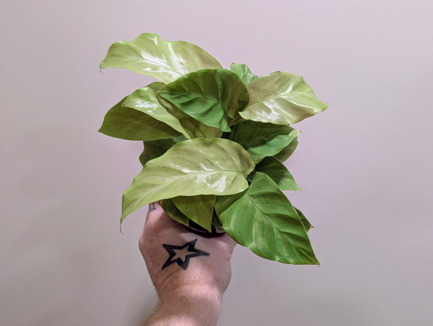 Calathea Yellow Fusion 10.5cm