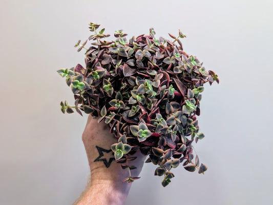 Crassula marginalis 12cm