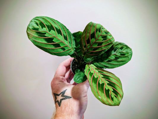 Maranta Red Stripe 6cm