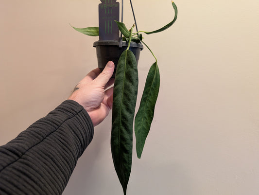 Anthurium Wendingleri 10cm