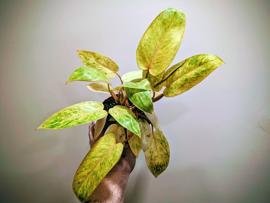 Philodendron Painted Lady 12cm