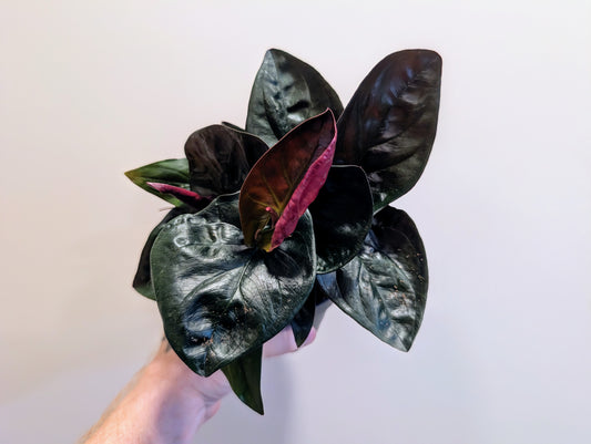 Syngonium Red Arrow 12cm