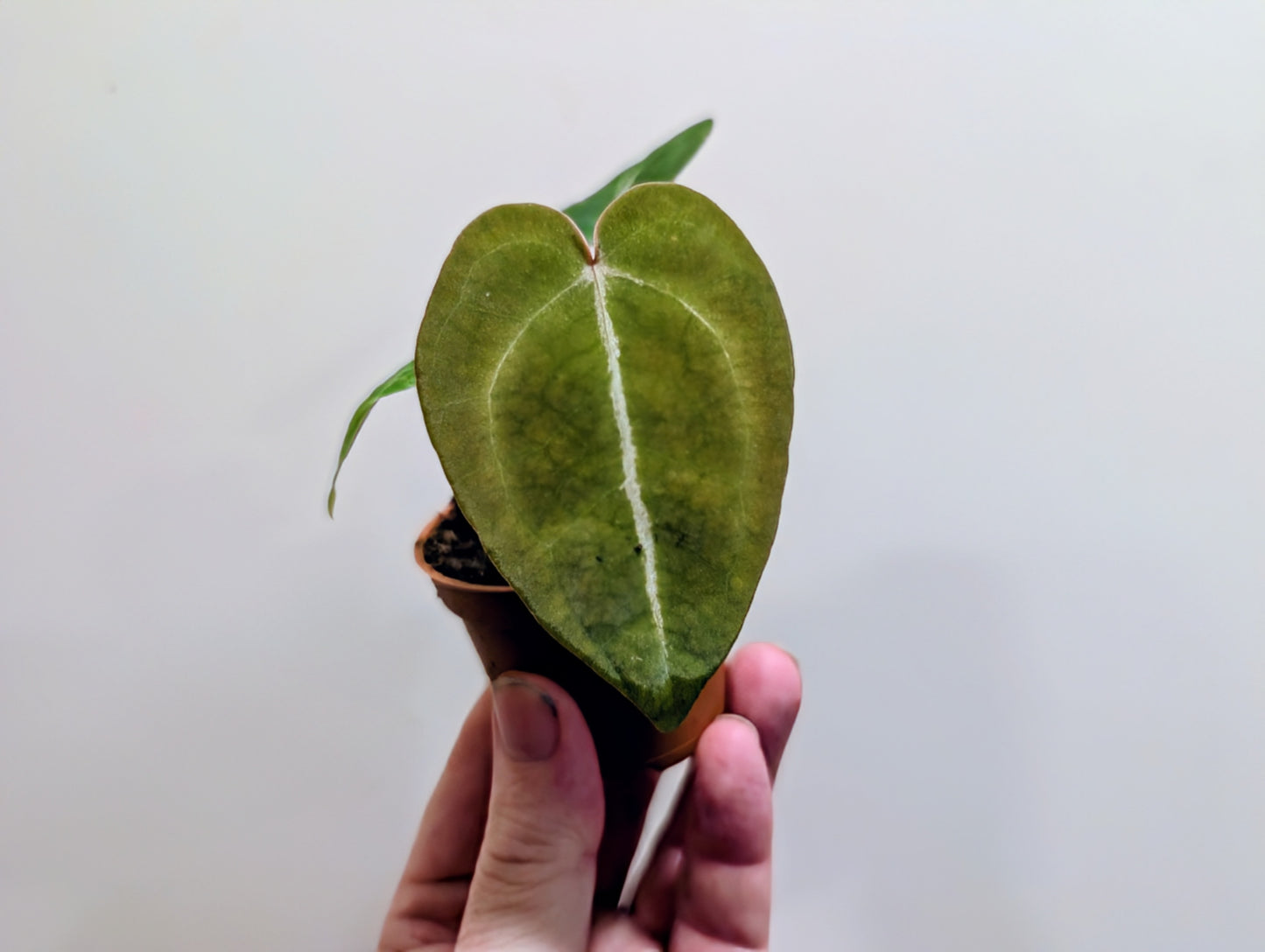 Anthurium Forgetti 6cm