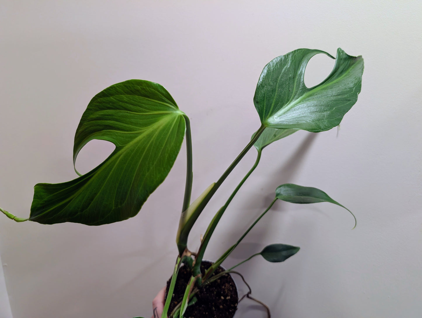 Monstera Burle Marx Flame 12cm