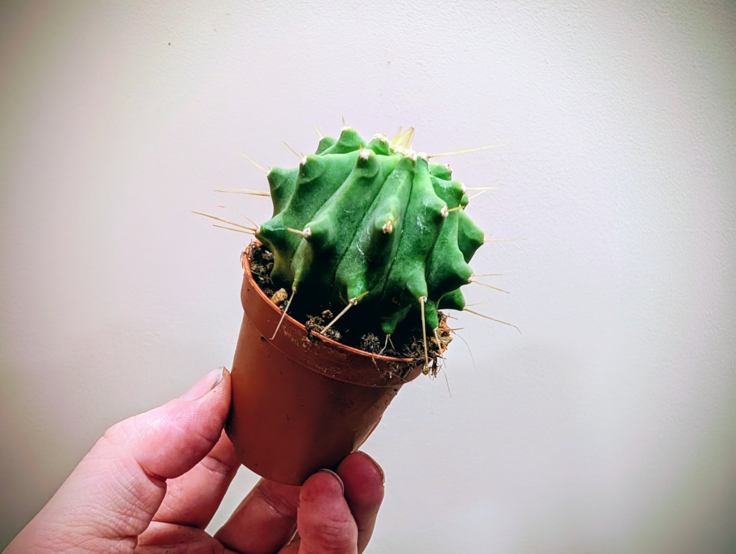 Ferocactus Glaucescendus Inermi 5.5cm