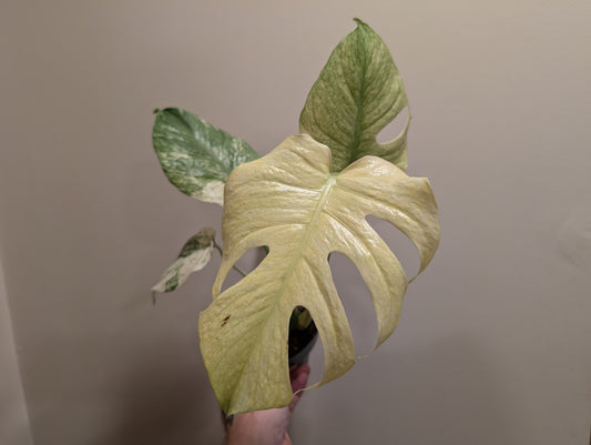 Monstera Deliciosa Mint Variegated 12cm