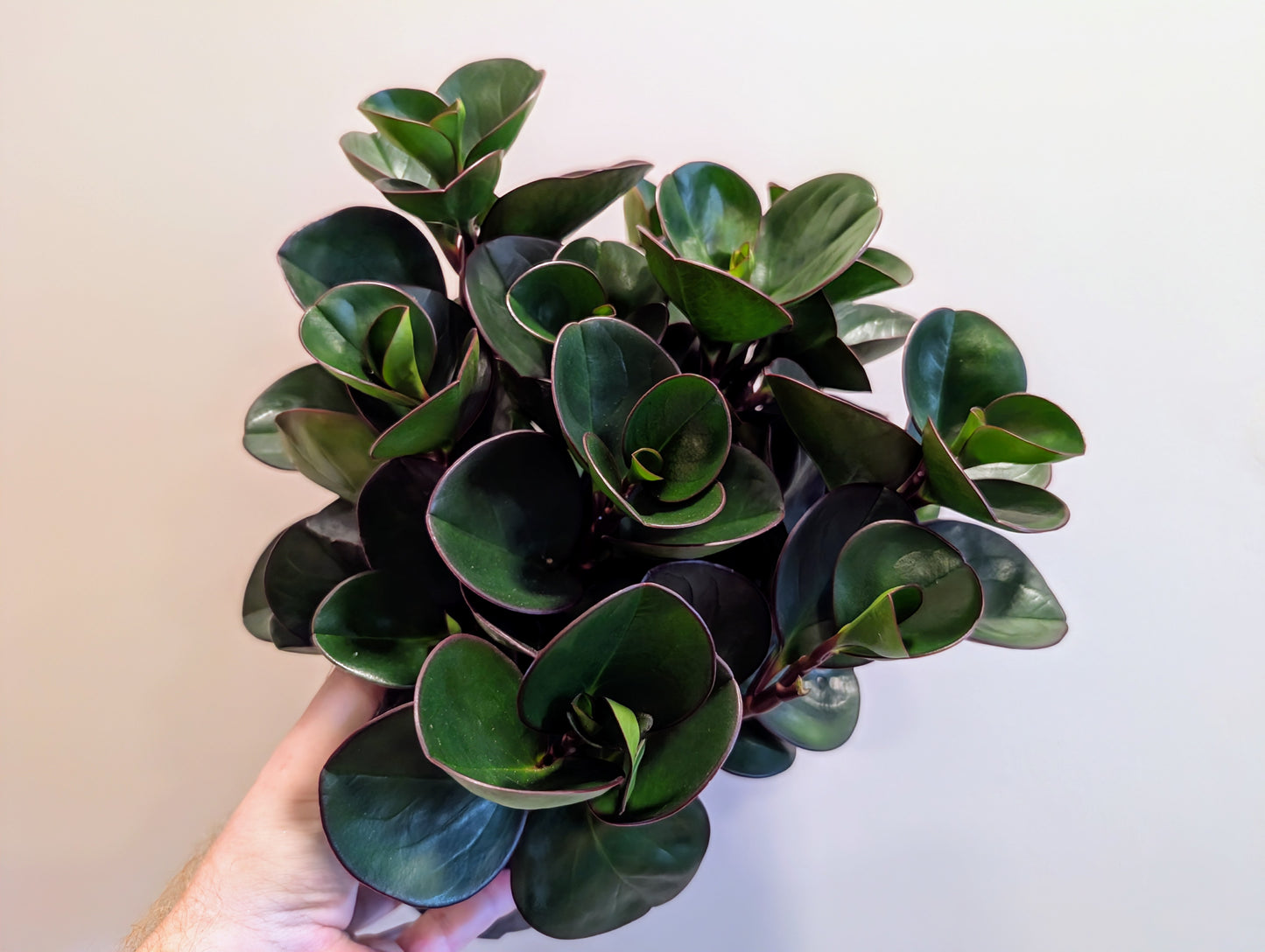 Peperomia 'Burning Bush' 15cm