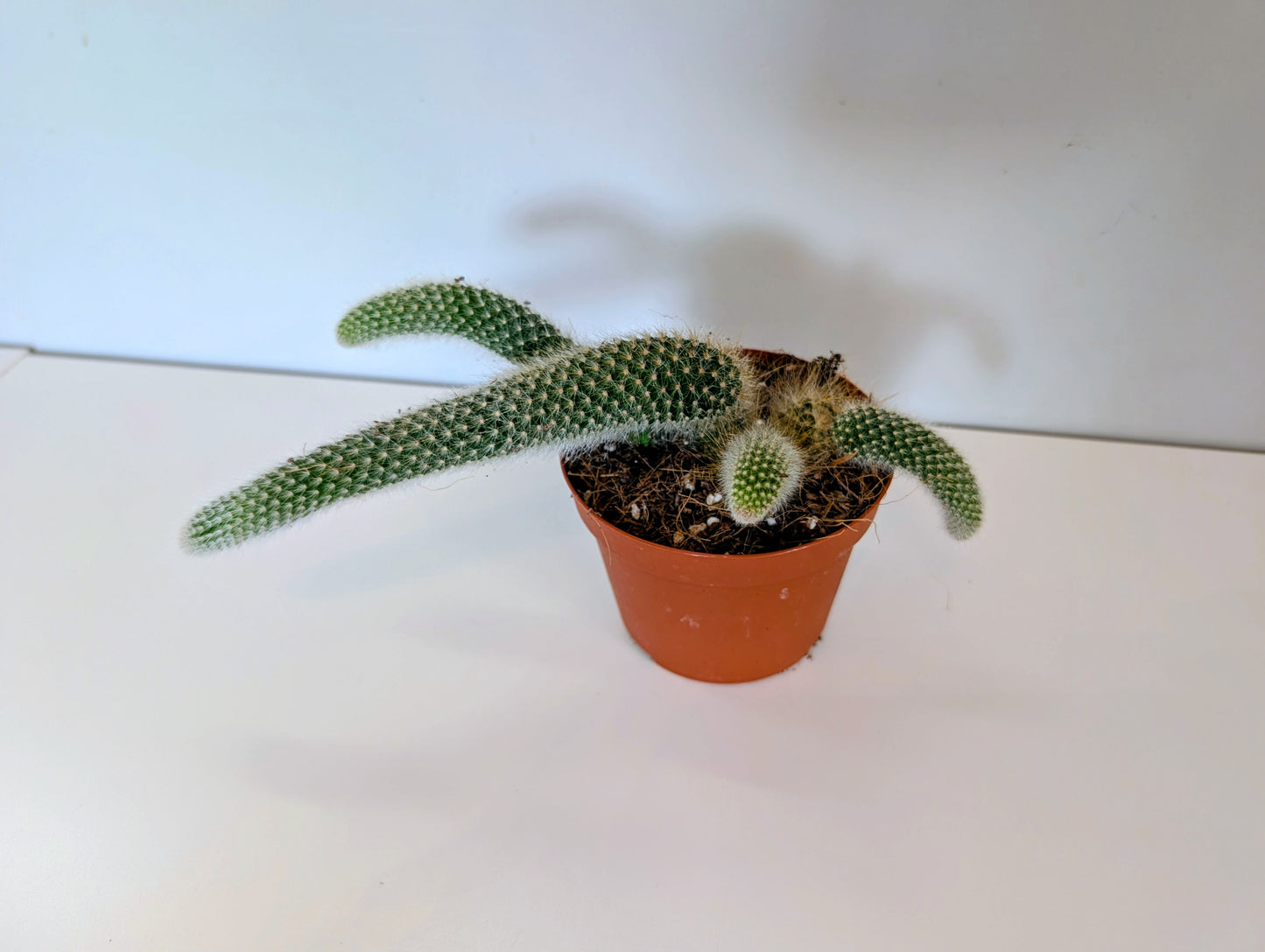 Monkey Tail Cactus Hildewintera Colademonis 11cm